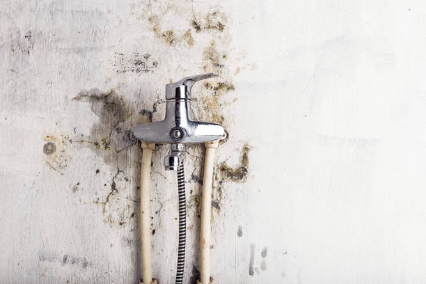 Reliable Pine Hill, NJ Mold Removal Solutions