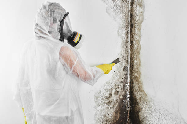 Best Home Mold Removal  in Pine Hill, NJ