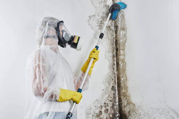 Best Mold Removal Company Near Me  in Pine Hill, NJ