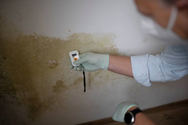 Best Mold Damage Repair  in Pine Hill, NJ