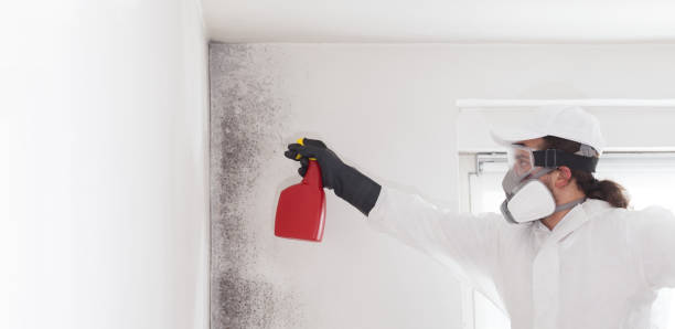 Best Office Mold Removal Services  in Pine Hill, NJ