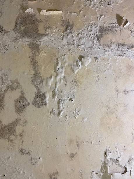 Best Attic Mold Removal  in Pine Hill, NJ