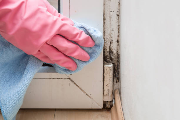 Best Black Mold Removal  in Pine Hill, NJ