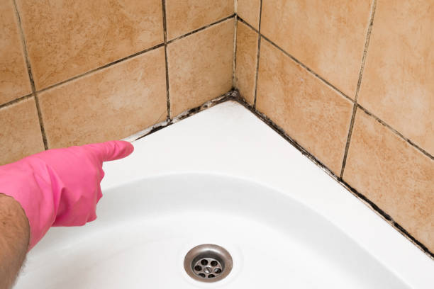 Best Mold Cleaning Services  in Pine Hill, NJ