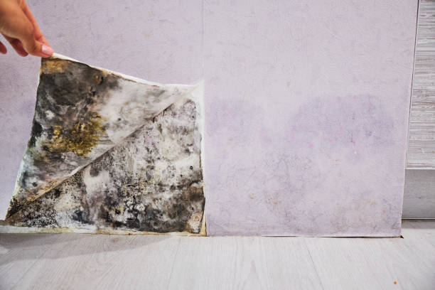 Best Professional Mold Removal  in Pine Hill, NJ